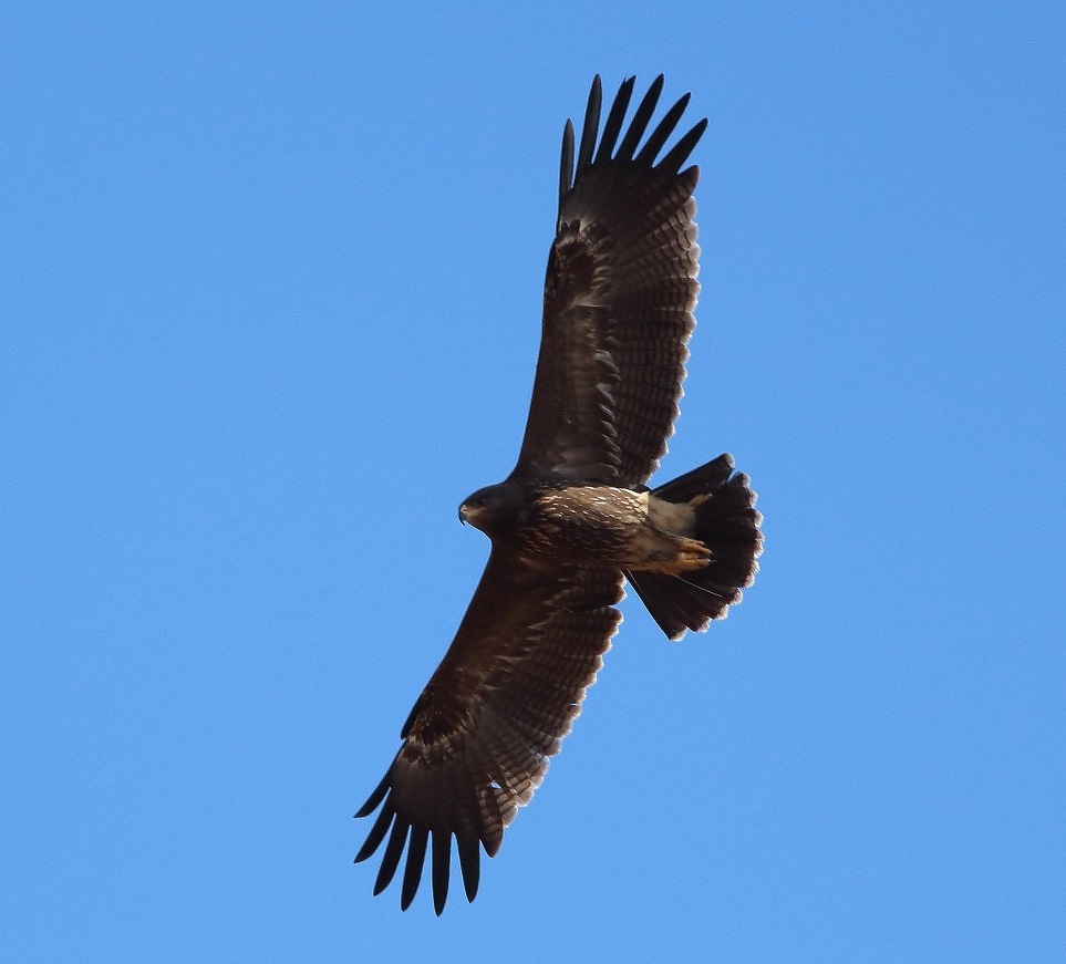 birdwatching and bird photography tours and holidays
