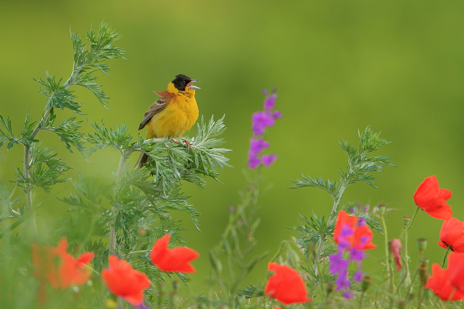 Classic spring birding tour in Bulgaria