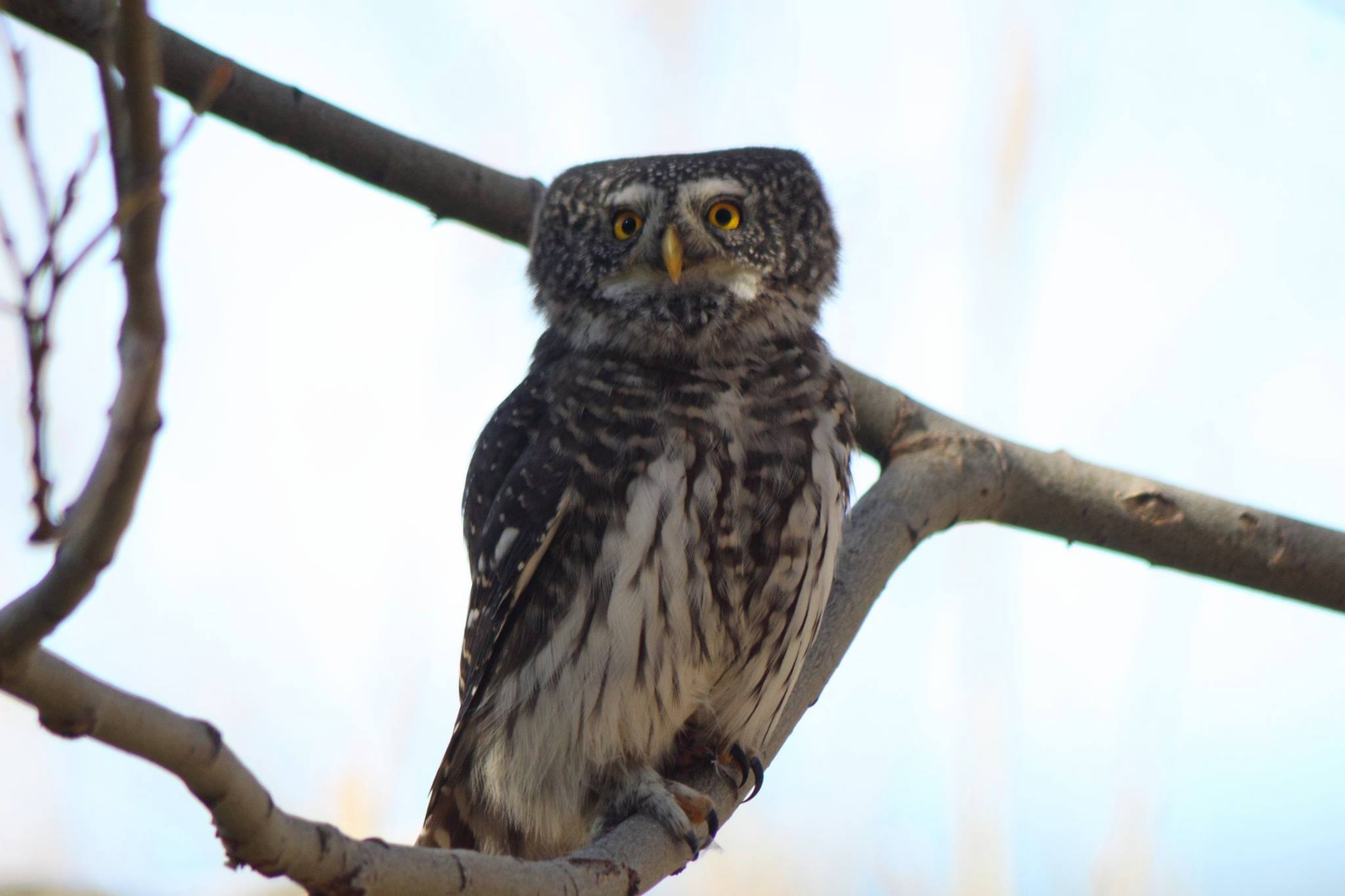bulgaria birding tour
