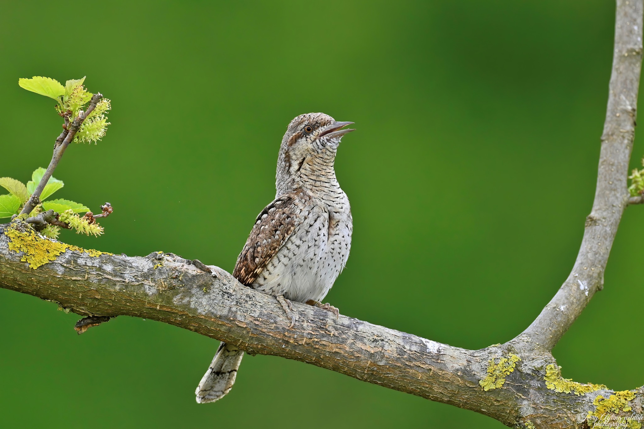 Spring bird migration tour to Bulgaria