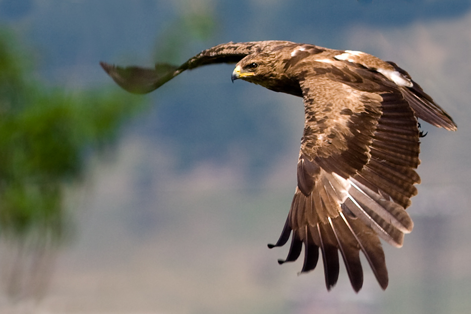 Lesser Spotted Eagle by Mladen Vasilev