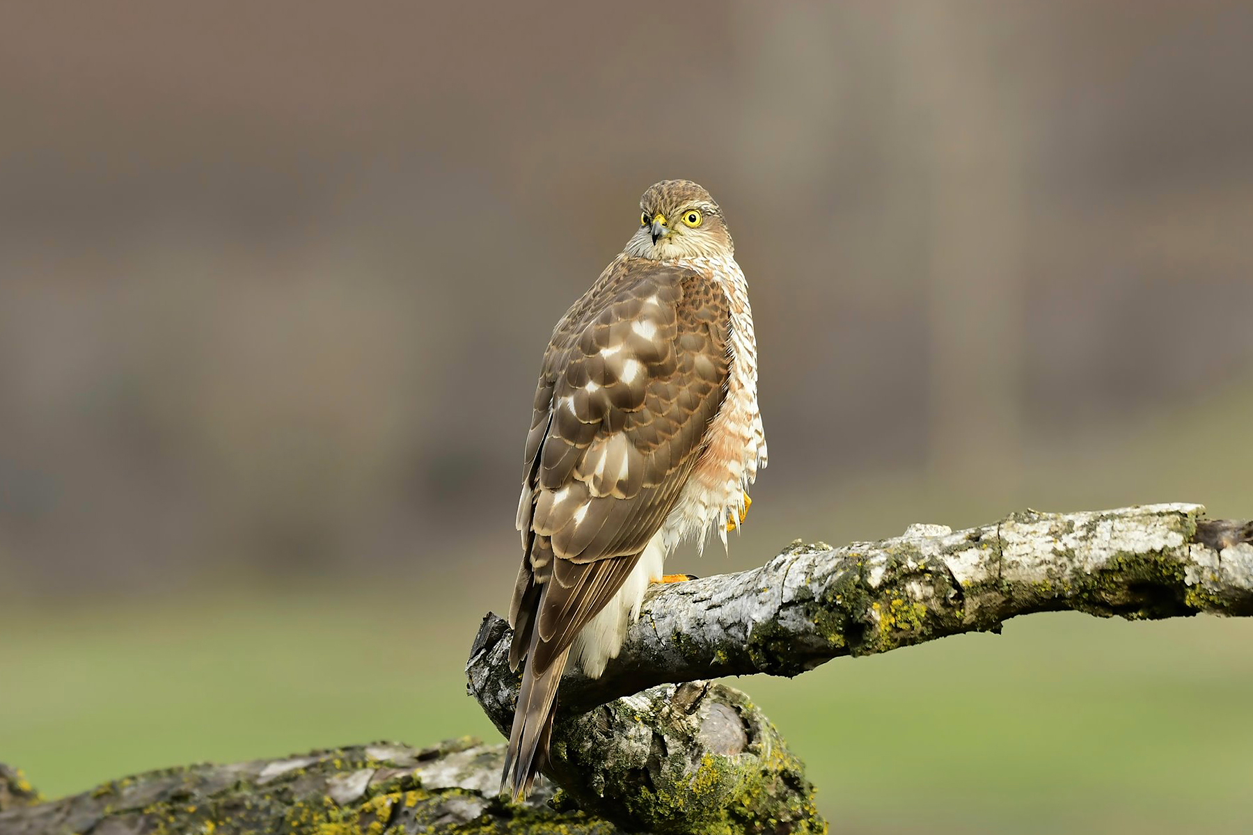 Forest birds hide photography tour
