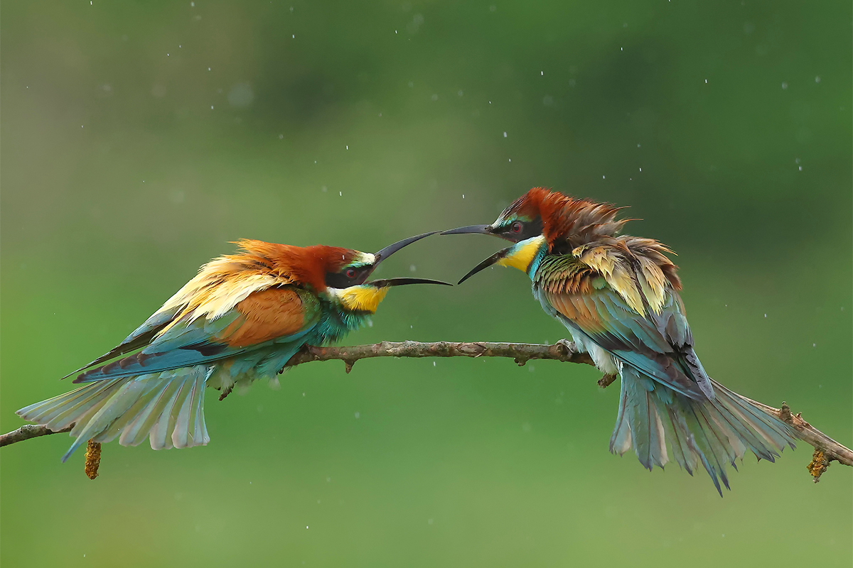 Bird photography tours Bulgaria