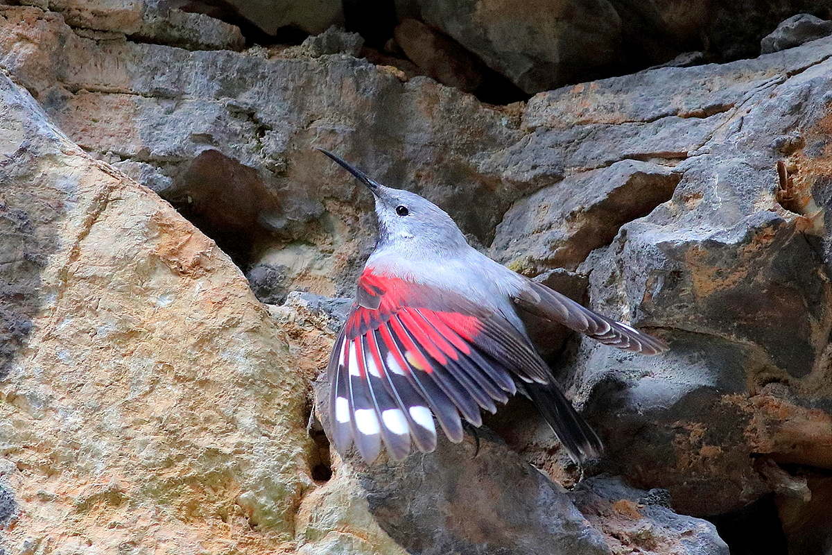 Wildlife tour to Bulgaria